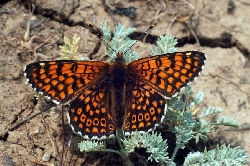бабочки Шашечницы